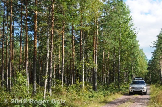 Tiger auf Siljans Pisten