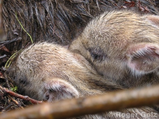 Wildschweinfrischlinge